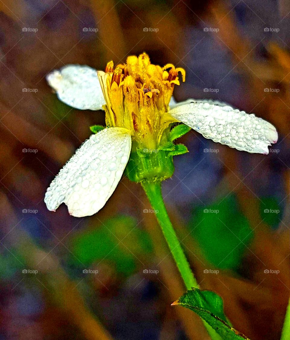 Flower, Nature, No Person, Leaf, Summer