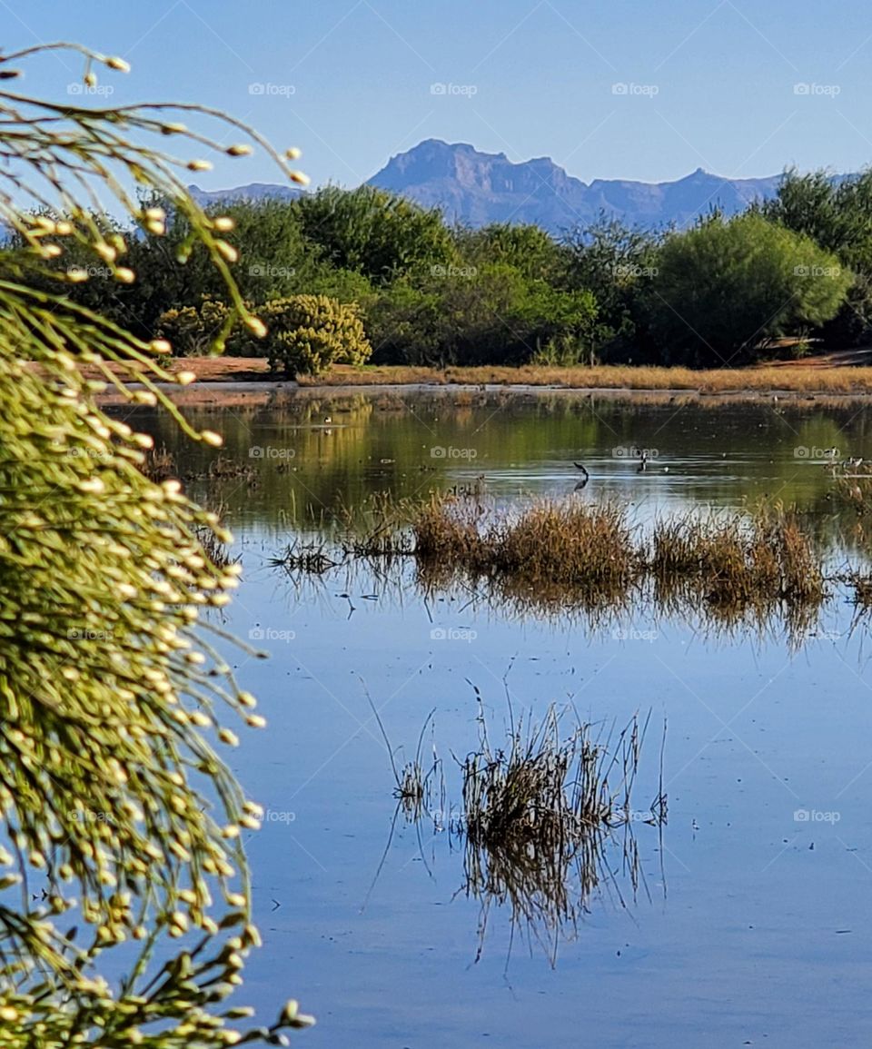 Lake in Sonoran Desert