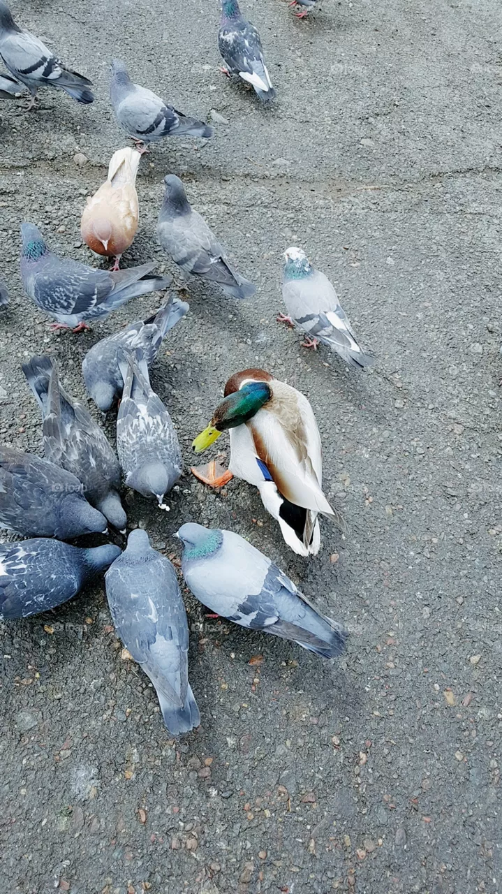 duck