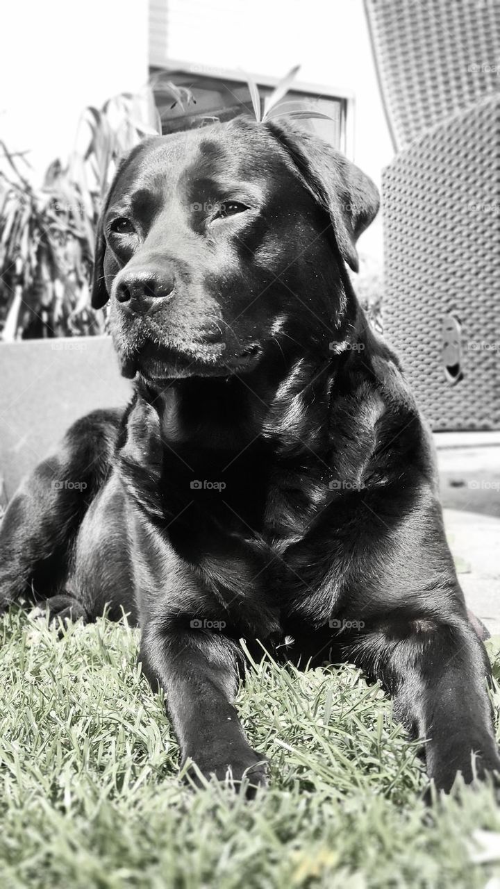 black Labrador