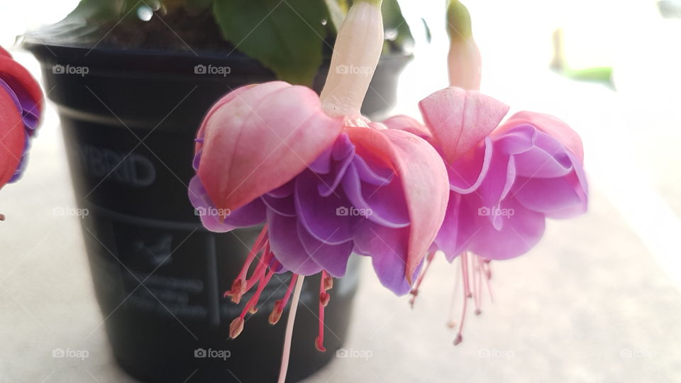 vacker blomstertid i skimrande färg trädgårdsblomster i skimrande färger fuchsia hybrid