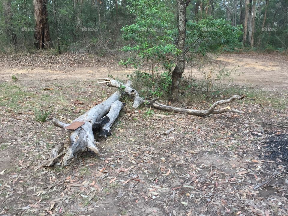 Bush picture with tree and fallen log