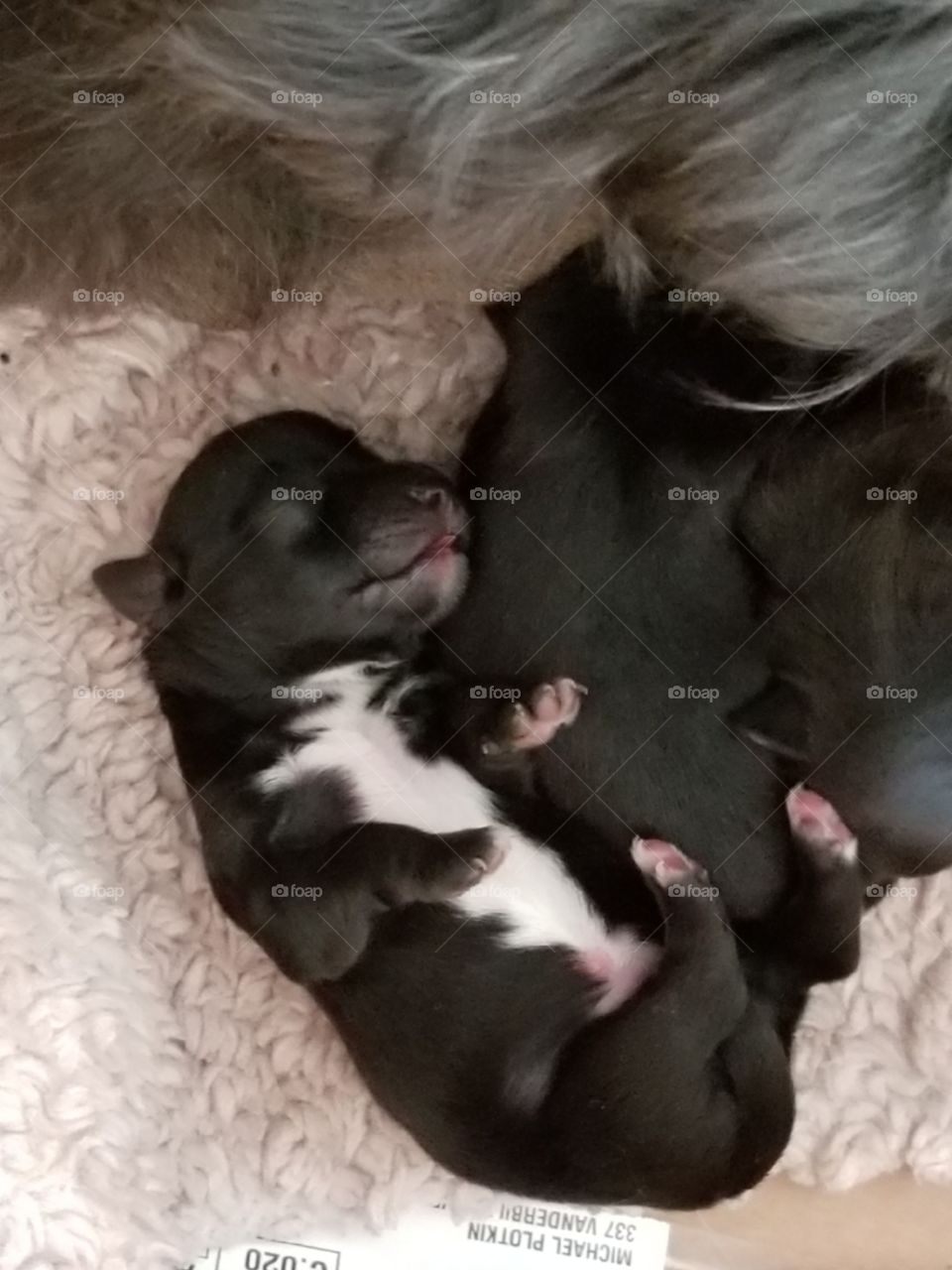Newborn Yorkie, Shih-tzu, Poodle puppy laying down on his back after feeding from mommy!