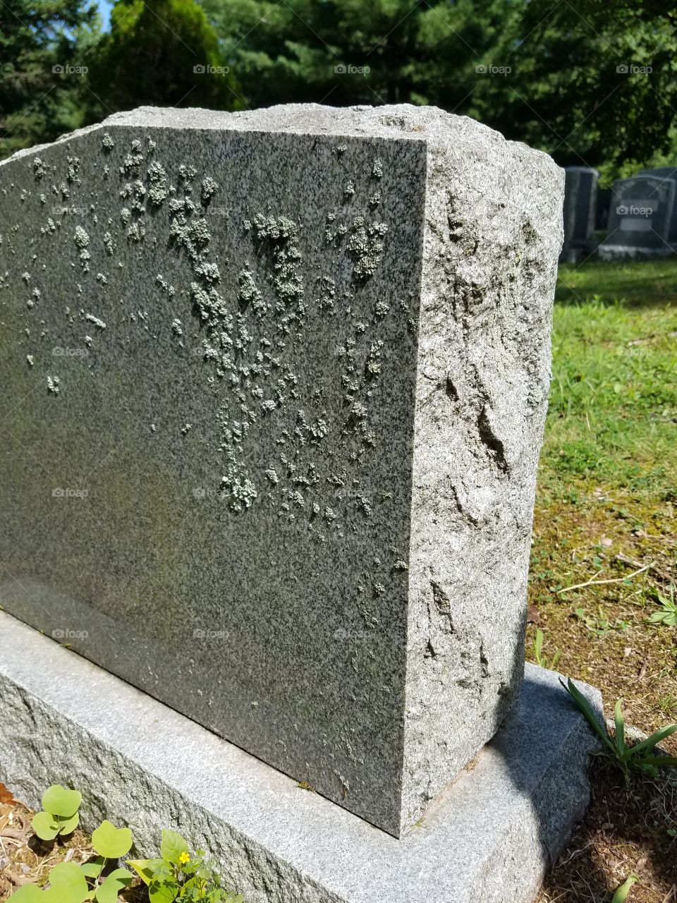 lichen growing on tombstone