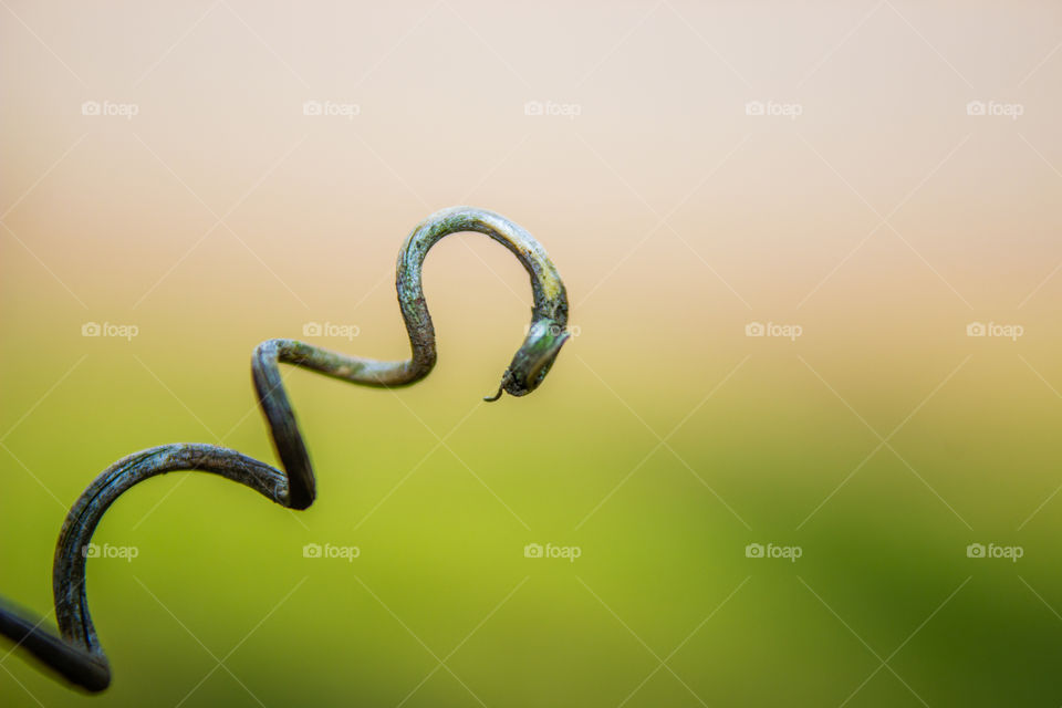 dried vine part on a blured background