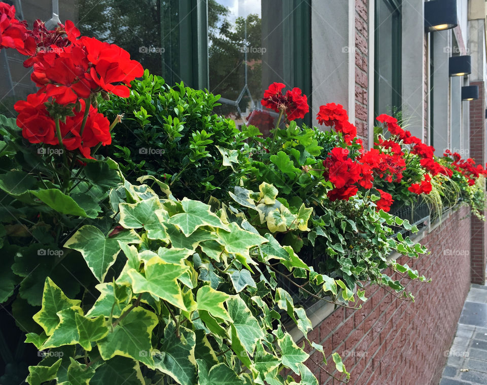 Window Boxes
Nuremberg, Germany