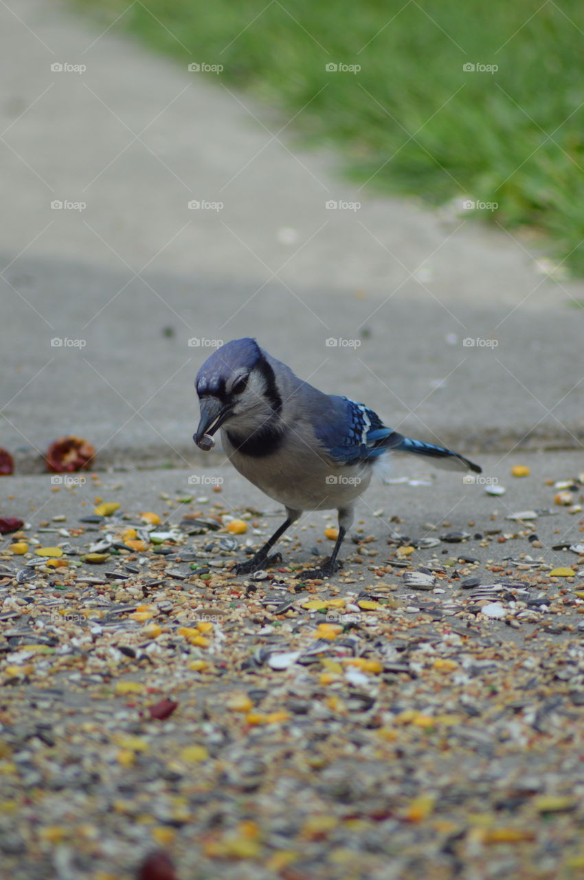 Blue Jay