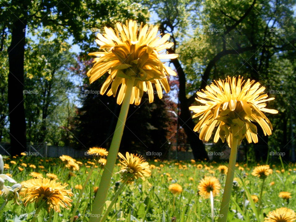 dandelion