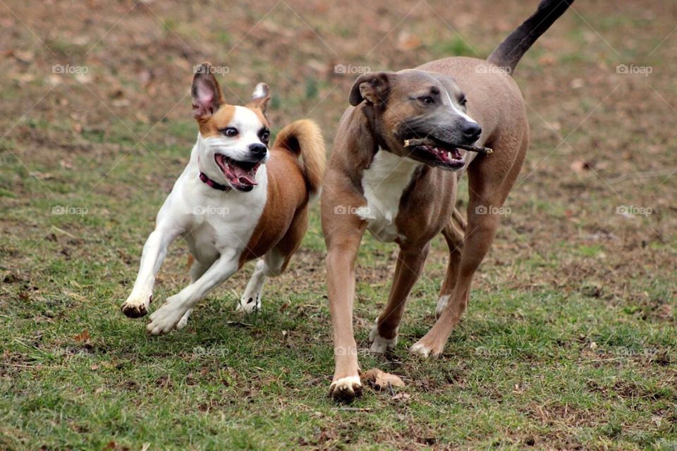 Having a fun time with a stick!