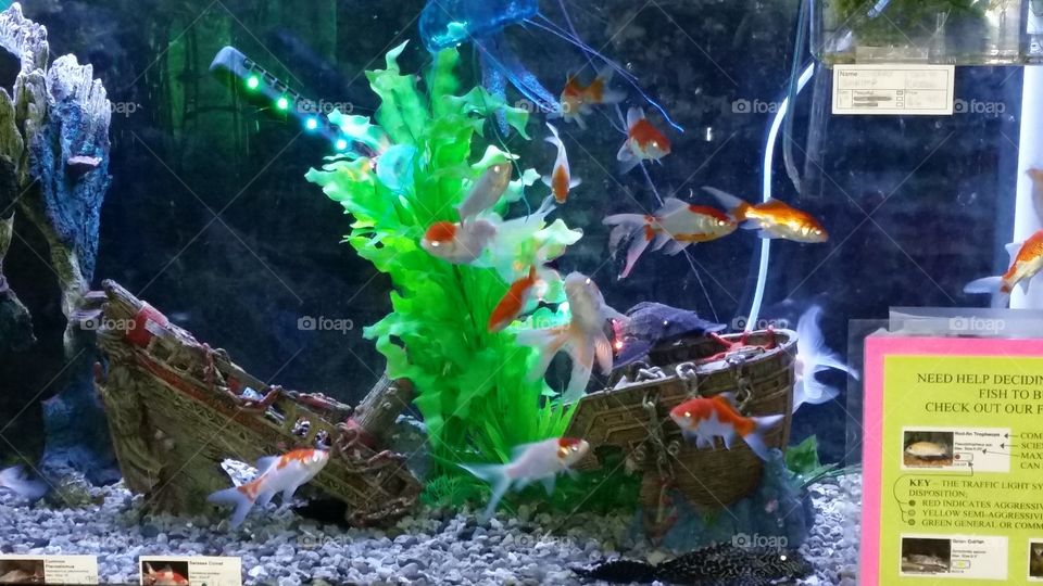 fish in aquarium