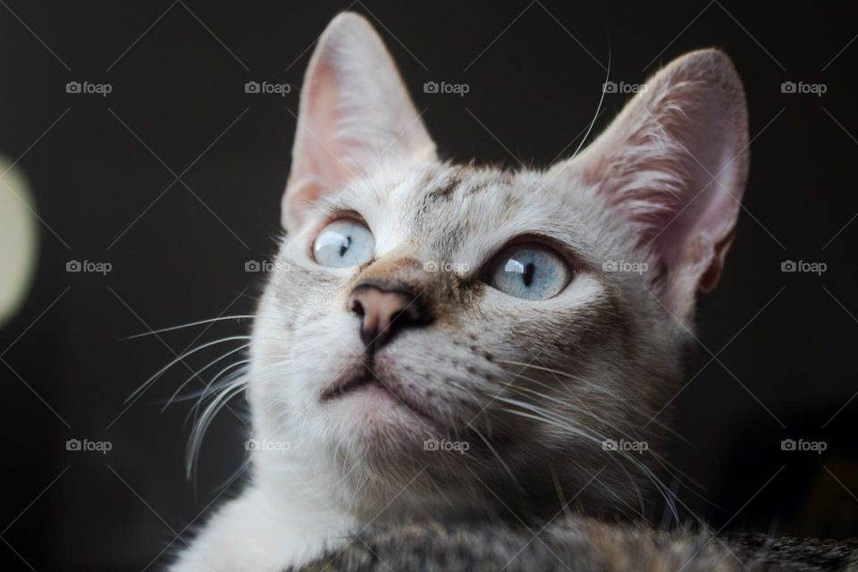 White calm cat, cat dreams