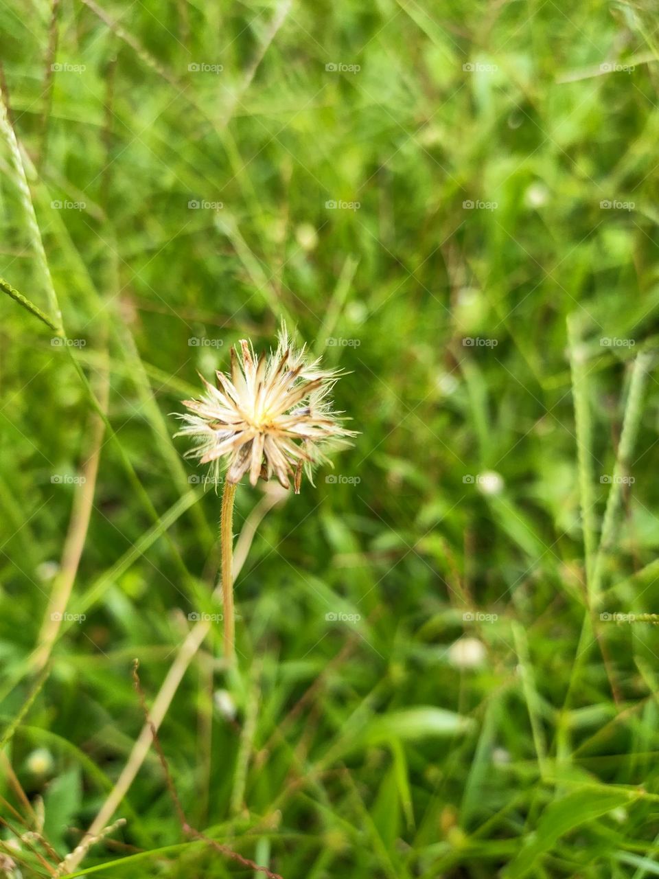 Dandelion