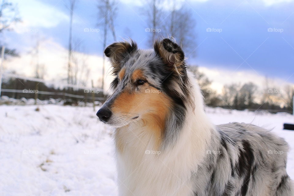 Beautiful dog