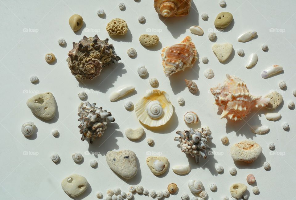 Seashell, Shell, Collection, Snail, Starfish