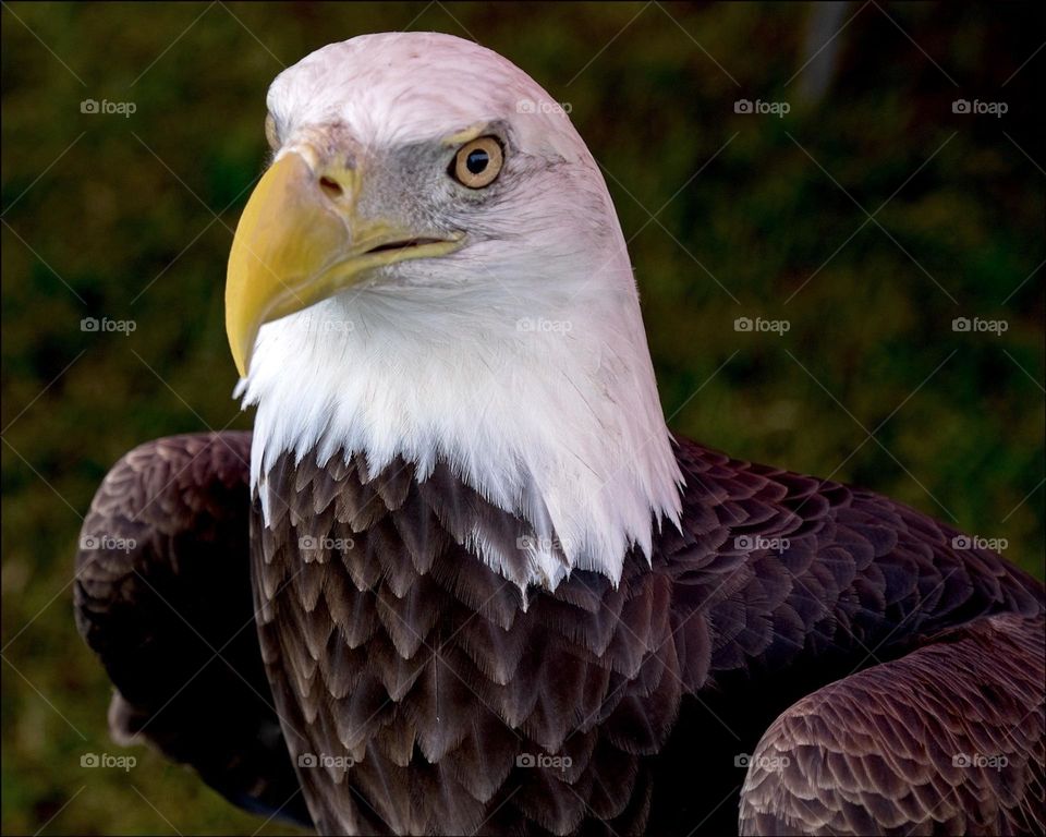 Regal American Bald Eagle.
