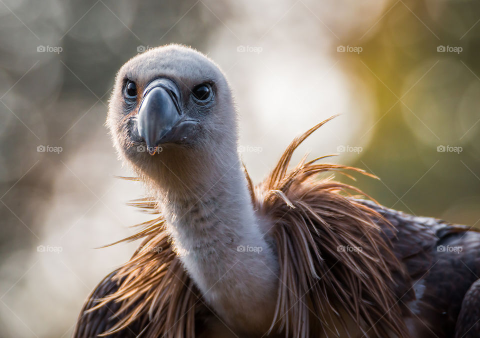 Closeup of vulture