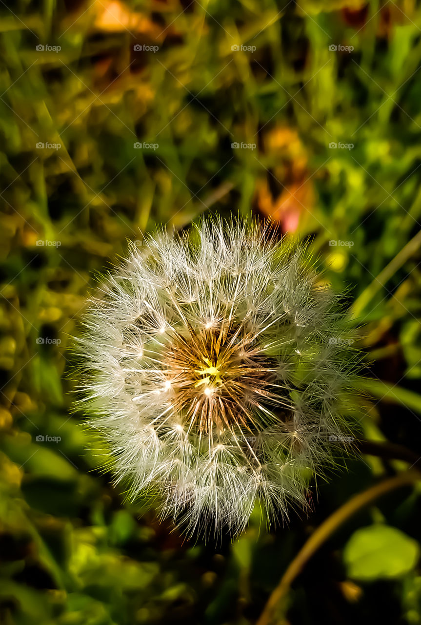 spring dandelion
