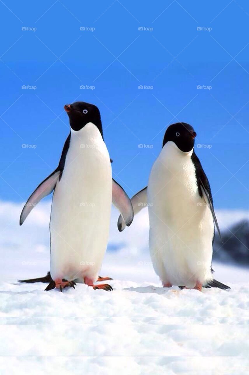 Humam.alhealy@yahoo.com