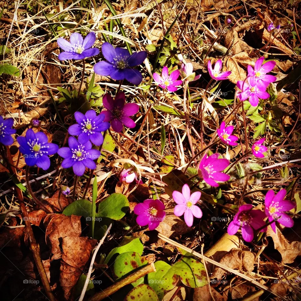 Springtime