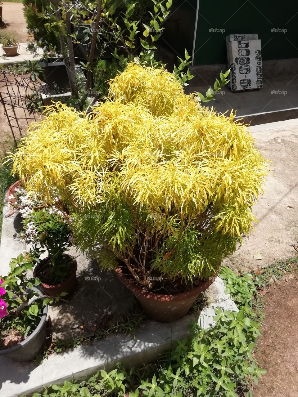 Go crazy with flowers # botanical Garden