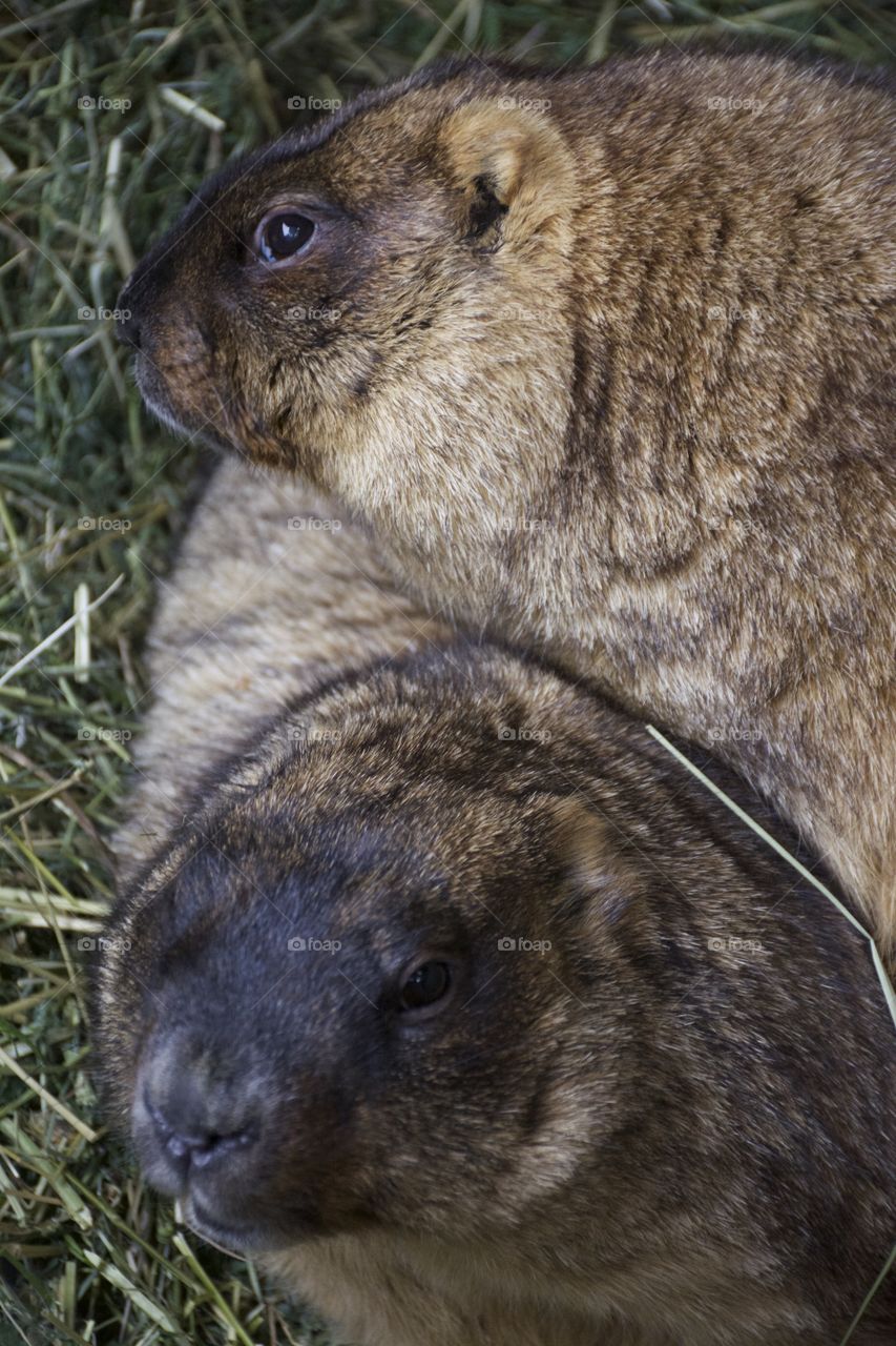 Close-up of two rodent