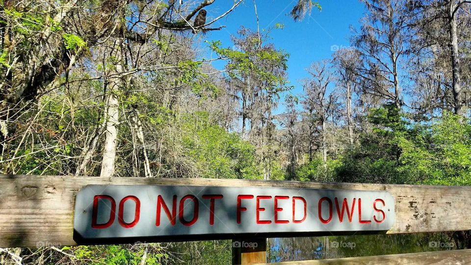 Do not feed owls - Look up!