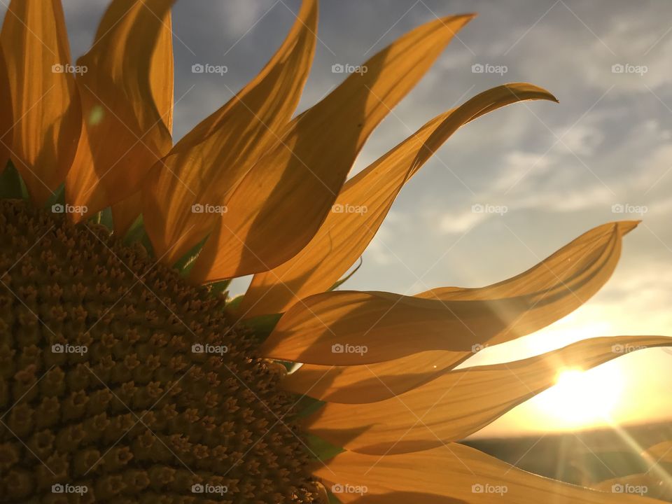 Sunflower at sunset 