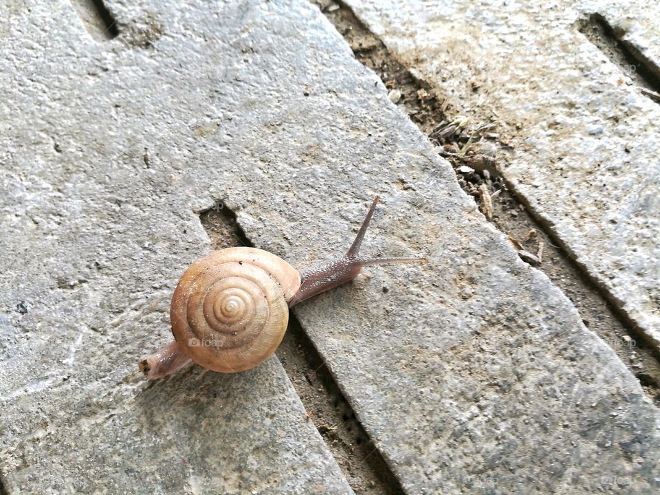 Land snail is moving on the concrete floor.