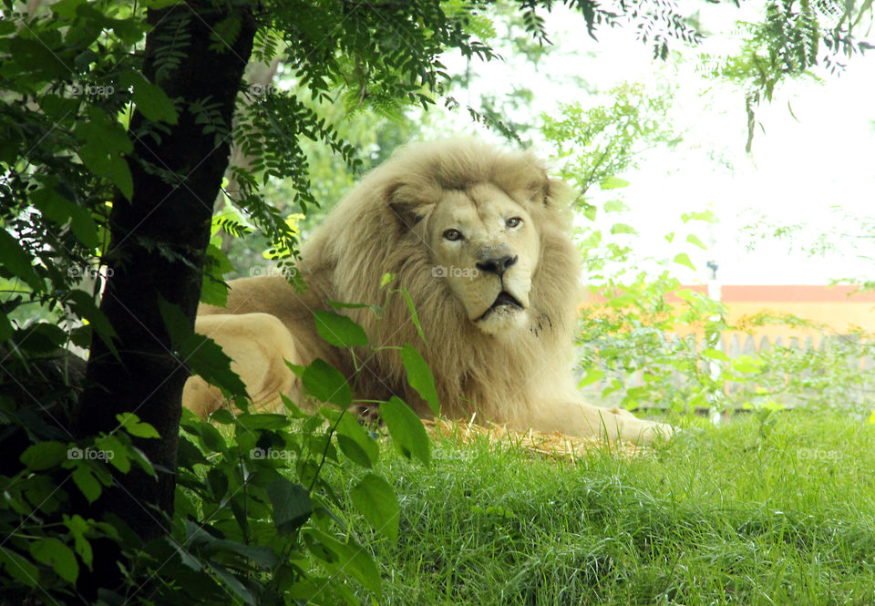 Portrait of a lion sitting in grass