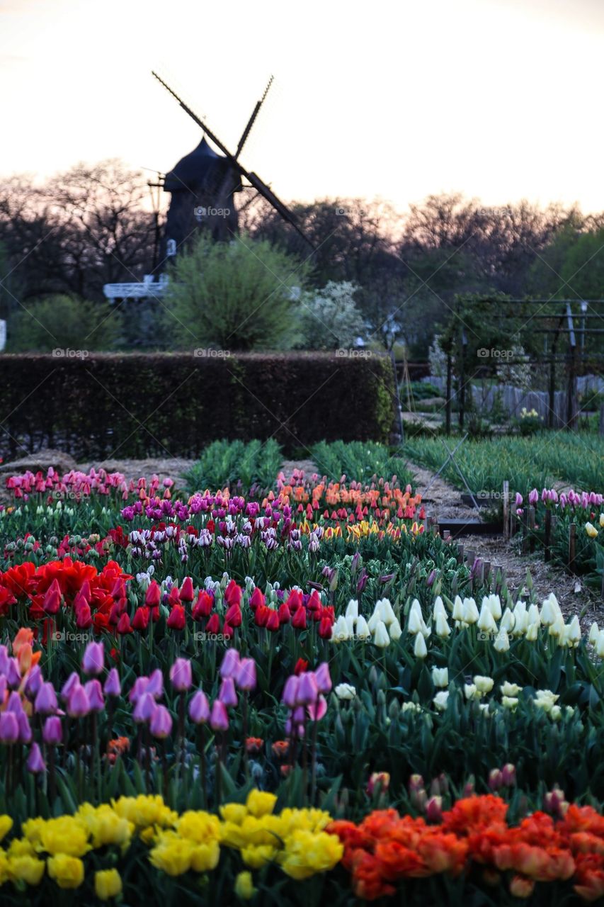 Slottsträdgården i Malmö