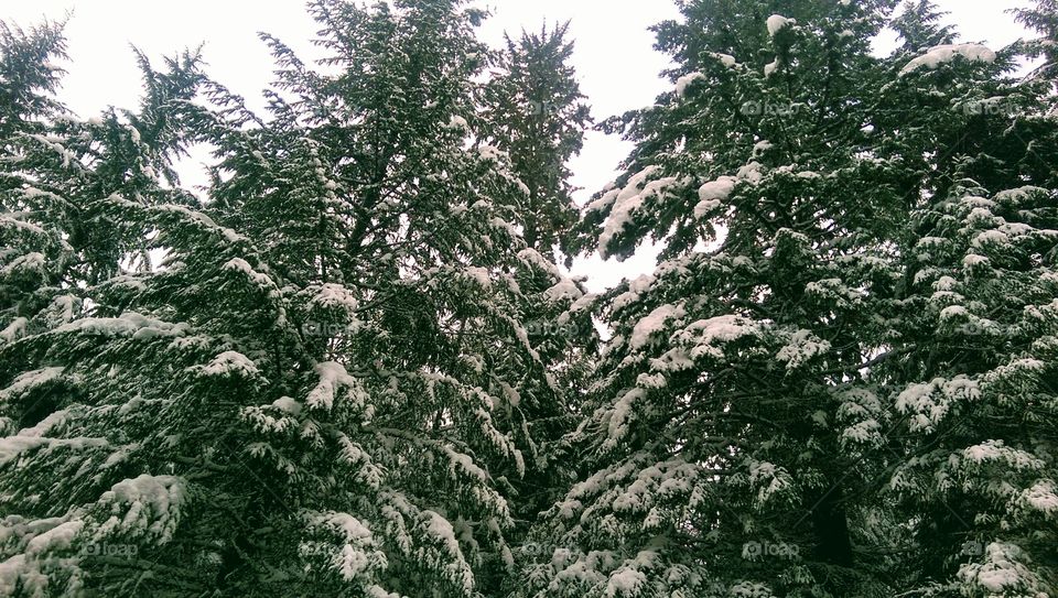 Lower Willamette Pass