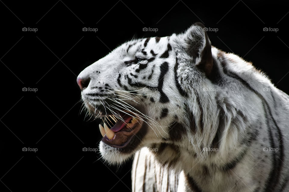White Tiger (Panthera Tigris Tigris), also known as White Bengal Tiger, Isolated on a Black Background
