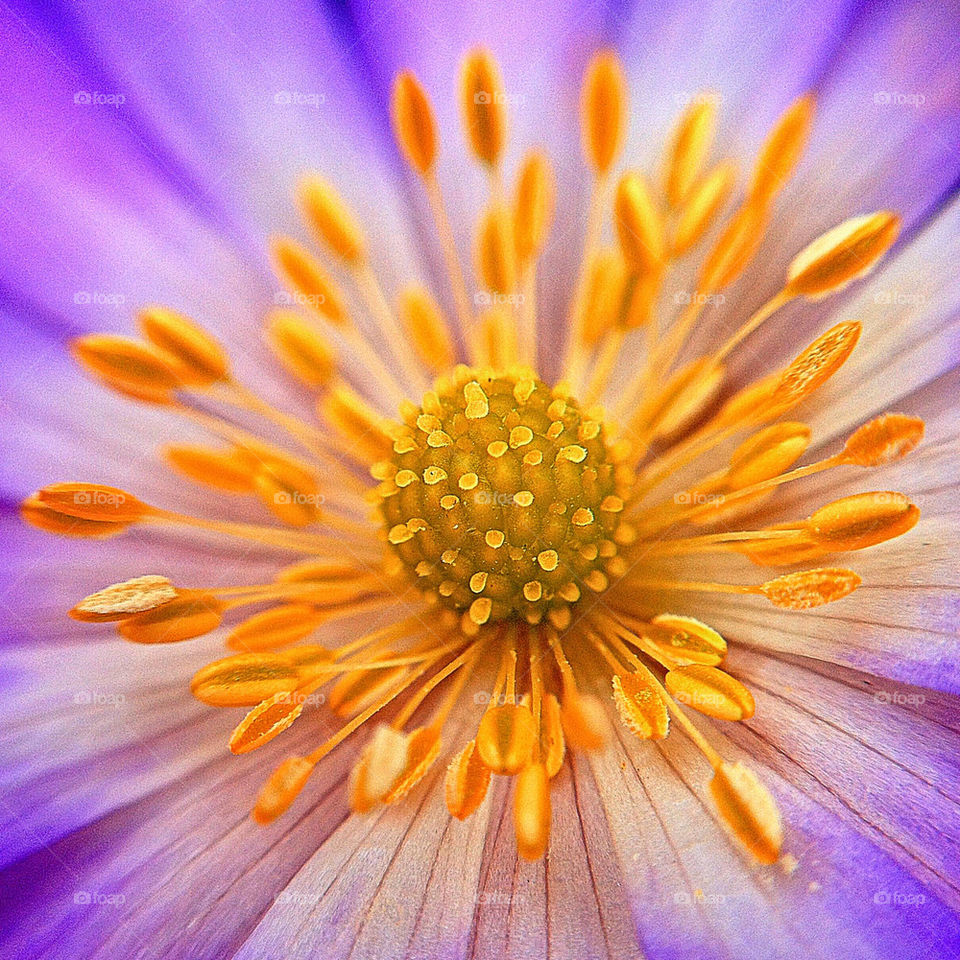 Full frame of beautiful flower
