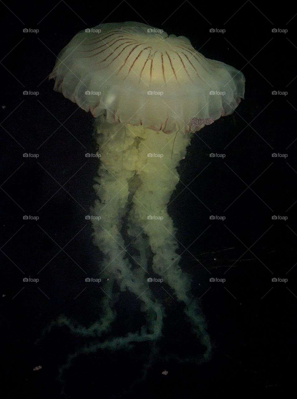 White jellyfish 1meter