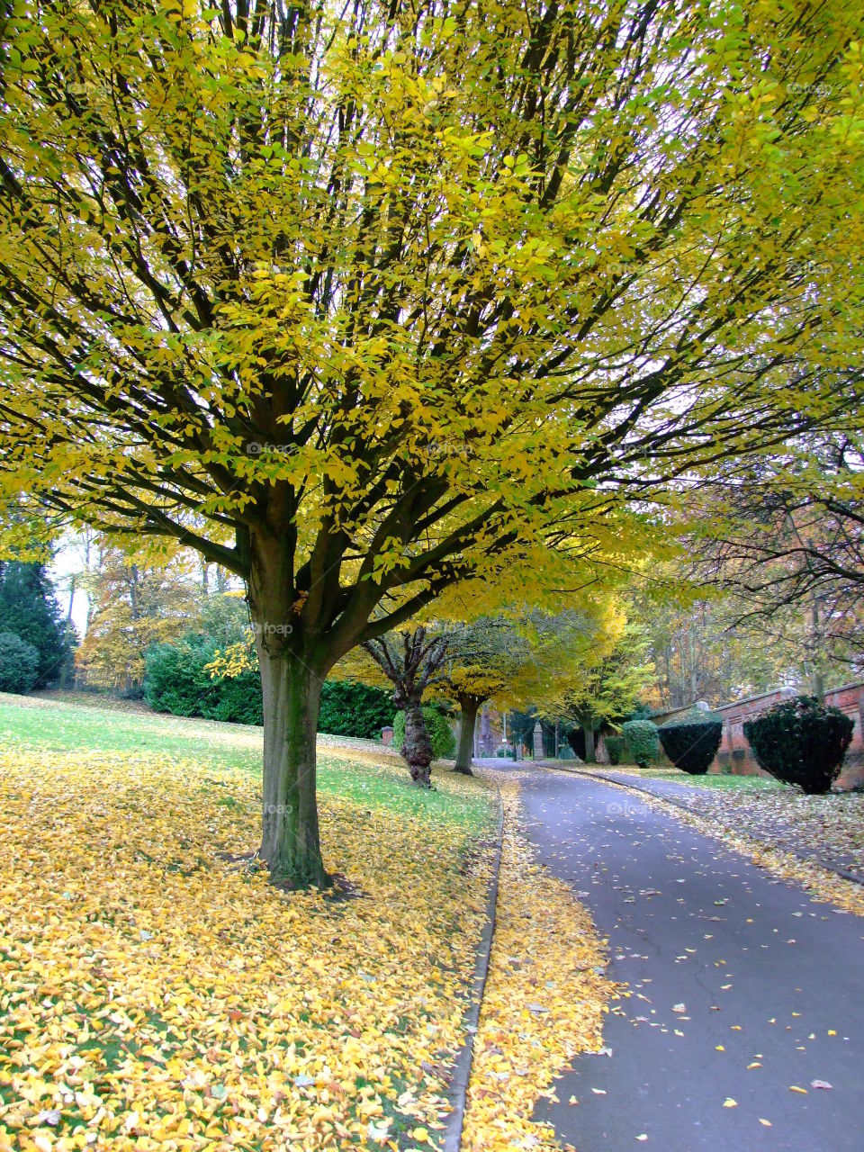 Yellow tree with its leaves on the ground