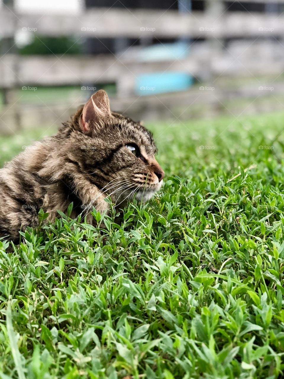Farm cat