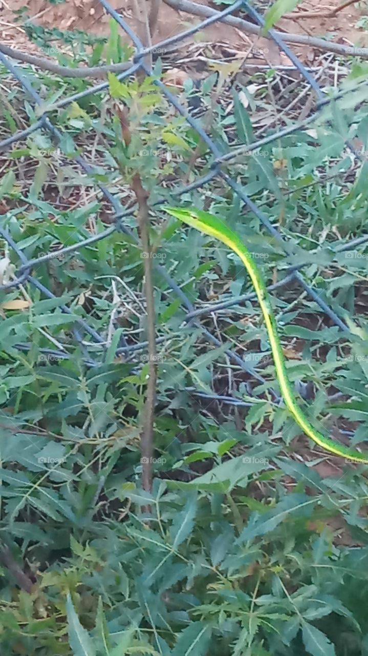 This snake is very very closeup click and very nature and green snack...
