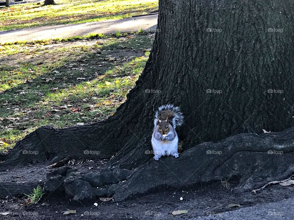 Fat squirrel 
