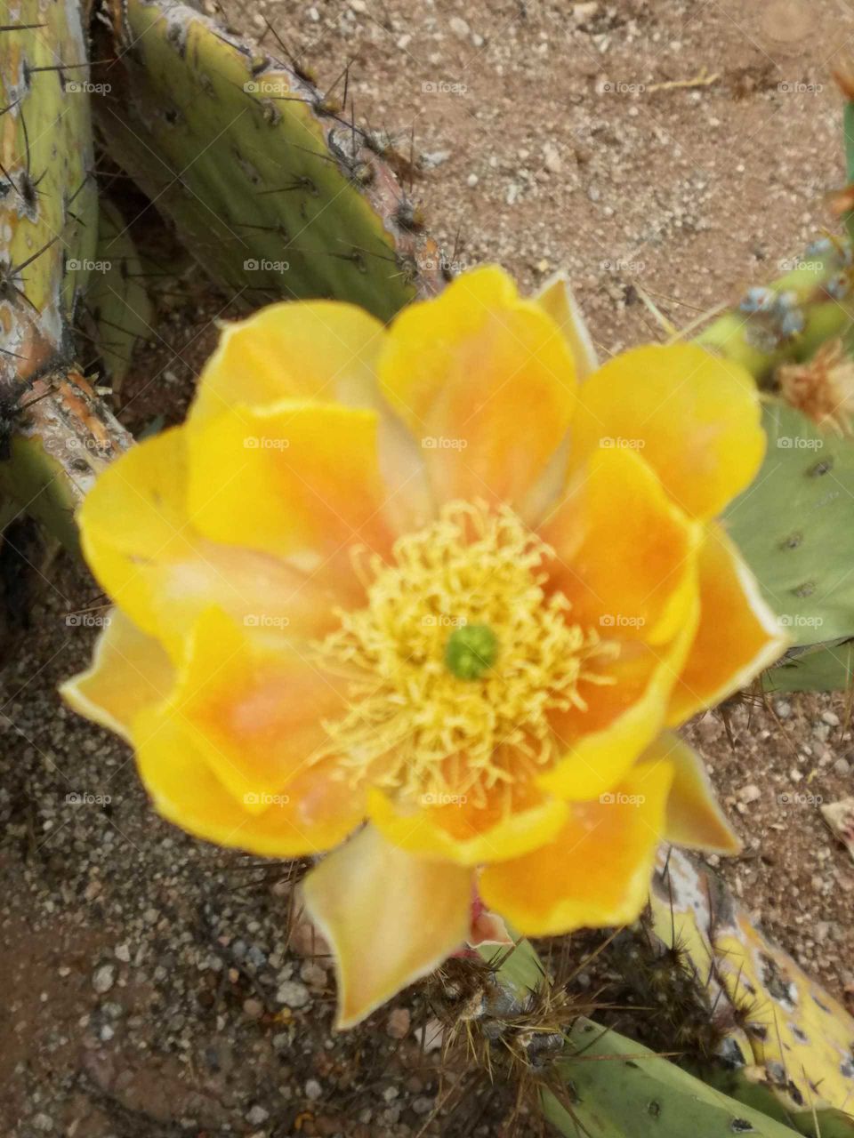Prickly Pear cactus flower-Tucson, Az