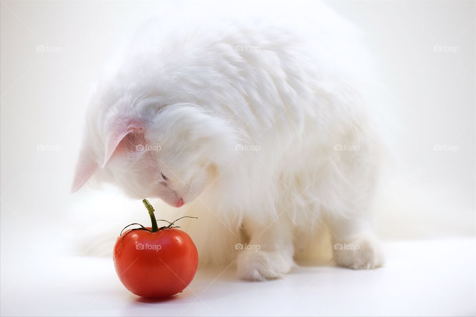 white cat with red tomato