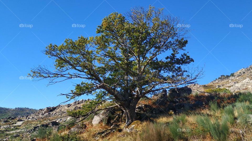 Colorful beautiful tree with wide branches in the middle of the mountain of stones