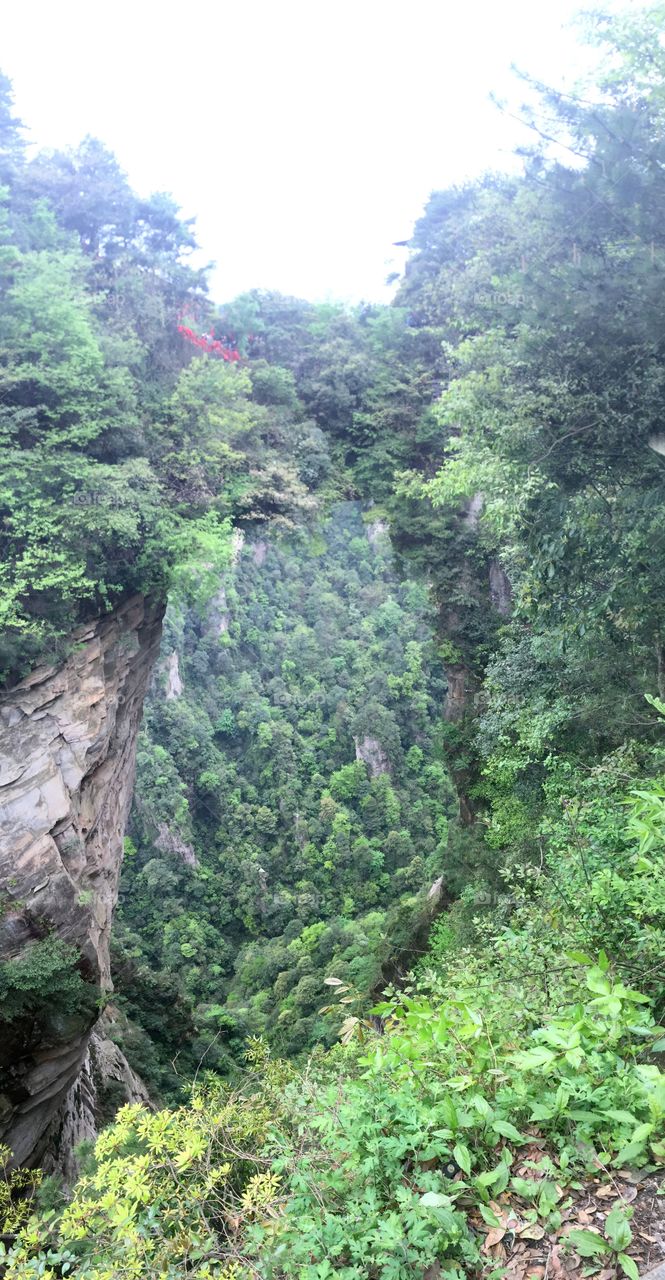 Nature bridge 