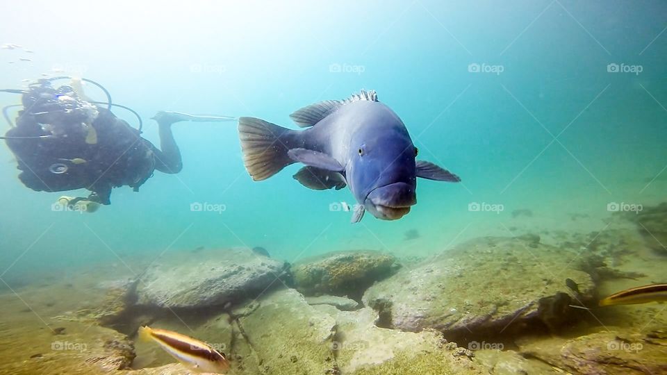 Meeting with a friendly Blue Grouper