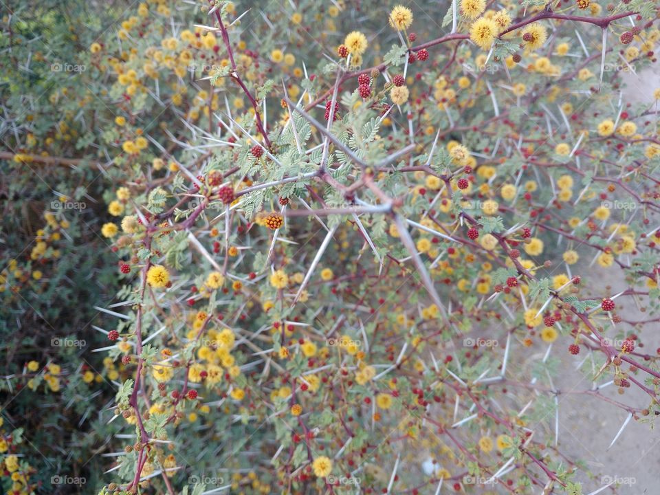 Babool tree and the problems