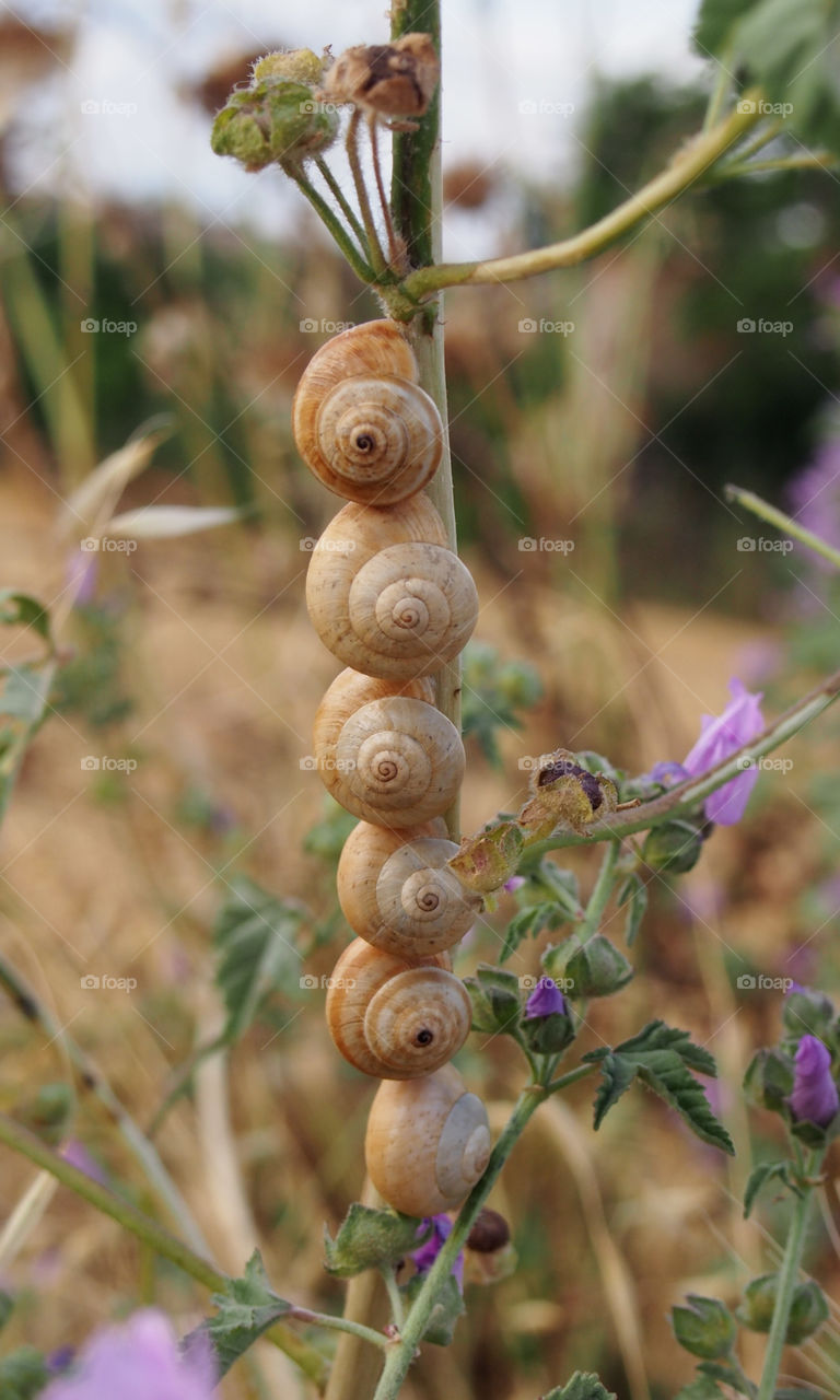 Snails on the flower's twig