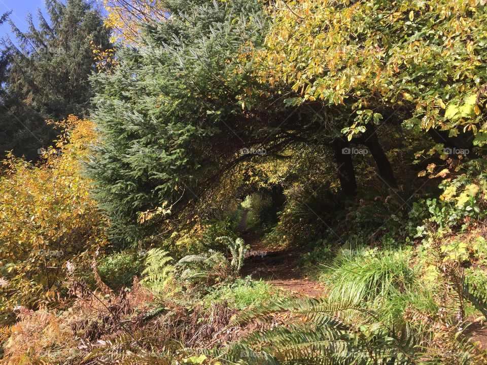 Hiking through the forest in the Pacific Northwest