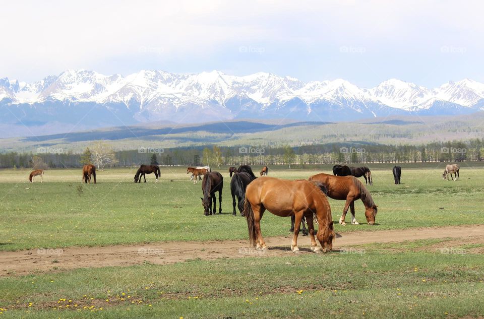 Horses in the mountains in the early morning