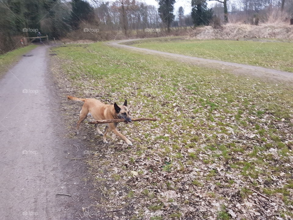 Dog playing around with stick