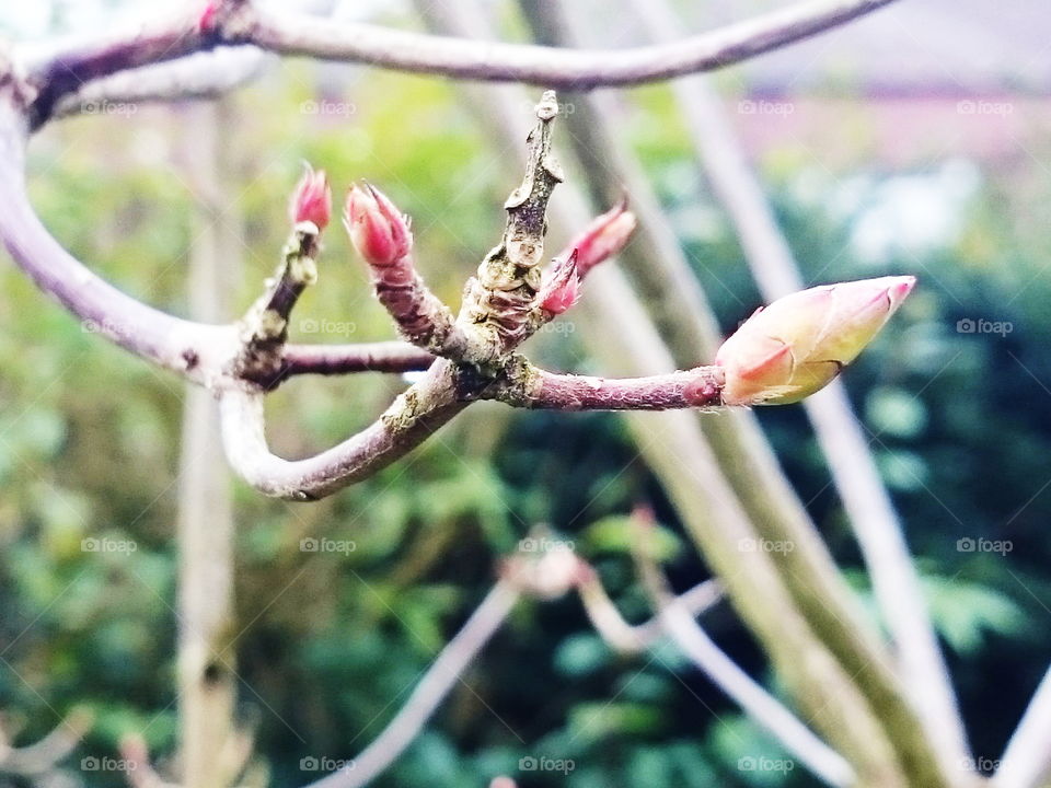 First spring buds