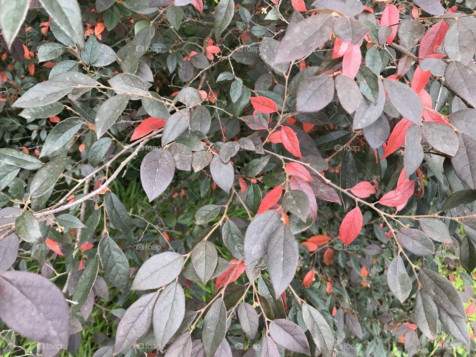 Fall colors on this beautiful bush. Fire red to burnt red. Leaves connected to branches.